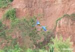 Blue-and-yellow macaws (Ara ararauna)