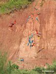 Blue-and-yellow macaws (Ara ararauna); Yellow-crowned parrots (Amazona ochrocephala); Red-and-green macaws and Scarlet macaws feeding on clay [tambopata-Tambopata_1027_4117]