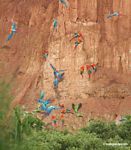 Blue-and-yellow macaws (Ara ararauna); Yellow-crowned parrots (Amazona ochrocephala); Red-and-green macaws and Scarlet macaws feeding on clay [tambopata-Tambopata_1027_4125]