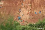 Blue-and-yellow macaws (Ara ararauna); Yellow-crowned parrots (Amazona ochrocephala); and Scarlet macaws feeding on clay [tambopata-Tambopata_1027_4128]