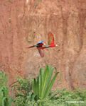 Pair of Scarlet macaws (Ara macao)