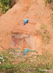 Pair of Blue-and-yellow macaws (Ara ararauna) flying