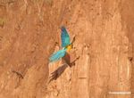 Blue-and-yellow macaw flying