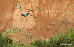 Blue-and-yellow macaws (Ara ararauna); Yellow-crowned parrots (Amazona ochrocephala); and Scarlet macaws feeding on clay [tambopata-Tambopata_1027_4170]