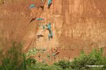 Blue-and-yellow macaws (Ara ararauna); Yellow-crowned parrots (Amazona ochrocephala); and Scarlet macaws feeding on clay [tambopata-Tambopata_1027_4173]