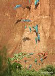 Blue-and-yellow macaws (Ara ararauna); Yellow-crowned parrots (Amazona ochrocephala); and Scarlet macaws feeding on clay [tambopata-Tambopata_1027_4173a]
