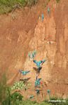 Blue-and-yellow macaws (Ara ararauna); Yellow-crowned parrots (Amazona ochrocephala); and Scarlet macaws feeding on clay [tambopata-Tambopata_1027_4175]
