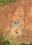 Blue-and-yellow macaws (Ara ararauna); Yellow-crowned parrots (Amazona ochrocephala); and Scarlet macaws feeding on clay [tambopata-Tambopata_1027_4176]