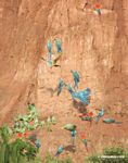 Blue-and-yellow macaws (Ara ararauna); Yellow-crowned parrots (Amazona ochrocephala); and Scarlet macaws feeding on clay [tambopata-Tambopata_1027_4179]