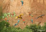 Blue-and-yellow macaws (Ara ararauna); Yellow-crowned parrots (Amazona ochrocephala); and Scarlet macaws feeding on clay [tambopata-Tambopata_1027_4182a]