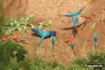 Blue-and-yellow macaws (Ara ararauna); Yellow-crowned parrots (Amazona ochrocephala); and Scarlet macaws feeding on clay [tambopata-Tambopata_1027_4183a]