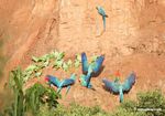Blue-and-yellow macaws (Ara ararauna); Yellow-crowned parrots (Amazona ochrocephala); and Scarlet macaws feeding on clay
