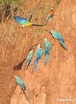 Blue-and-yellow macaws (Ara ararauna) and Scarlet macaws feeding on clay [tambopata-Tambopata_1027_4198a]