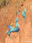 Blue-and-yellow macaws (Ara ararauna) and Scarlet macaws feeding on clay
