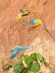 Three Blue-and-yellow macaws (Ara ararauna) perched in tree