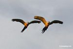 Paar des Blau-und-gelben macaws (Ara ararauna) Fliegens