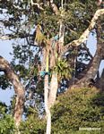 Three Blue-and-yellow macaws (Ara ararauna) perched in tree [tambopata-Tambopata_1027_4231a]
