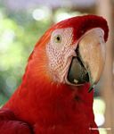 Scarlet macaw (Ara macao) headshot