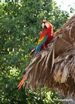 Wild Scarlet macaw (Ara macao)