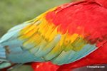 Feathers of scarlet macaw (Ara macao)