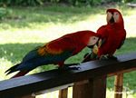 Scarlet macaws (Ara macao) at Tambopata Research Center