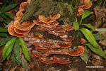 Reddish-orange fungi on log