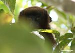 Dusky Titi Monkey (Callicebus spp.)
