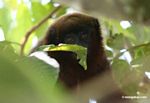 Dusky Titi Monkey (Callicebus spp.) [tambopata-Tambopata_1028_4294]