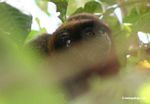 Dusky Titi Monkey (Callicebus spp.) [tambopata-Tambopata_1028_4295]