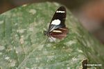 Heliconius sara butterfly