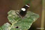Heliconius sara butterfly [tambopata-Tambopata_1028_4318]