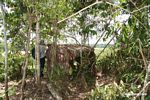 Blind for observing macaws at clay lick [tambopata-Tambopata_1028_4329]
