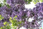 Vines with purple blooms growing in canopy tree