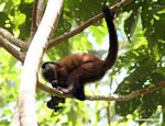 Brown capuchin monkey (Cebus apella) eating fruit [tambopata-Tambopata_1028_4365]