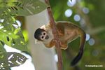 Squirrel monkey (Saimiri sciureus)
