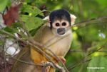 Squirrel monkey (Saimiri sciureus) [tambopata-Tambopata_1028_4372]