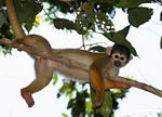 Squirrel monkey (Saimiri sciureus) [tambopata-Tambopata_1028_4377]