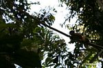 Squirrel monkey (Saimiri sciureus) [tambopata-Tambopata_1028_4380]