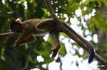 Squirrel monkey (Saimiri sciureus) [tambopata-Tambopata_1028_4385]