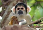 Squirrel monkey (Saimiri sciureus) [tambopata-Tambopata_1028_4388]