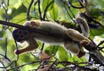 Squirrel monkey (Saimiri sciureus) [tambopata-Tambopata_1028_4390]