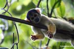 Squirrel monkey (Saimiri sciureus) [tambopata-Tambopata_1028_4391]