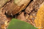 Bullet ant (Paraponera clavata)