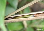 Katydid -- with green body; brown head; and bright blue eyes -- sleeping in bamboo shoot