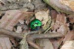 Iridescent green beetle
