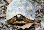 Yellow-footed Tortoise (Geochelone denticulata)