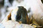 Yellow-footed Tortoise (Geochelone denticulata) [tambopata-Tambopata_1028_4450]
