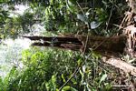 Tree stump in rainforest