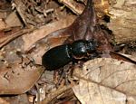 Large black Bess Beetle, Betsy Beetle, Patent Leather Beetle, (family Passalidae)