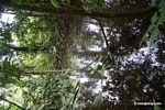 Rainforest swamp biotope
